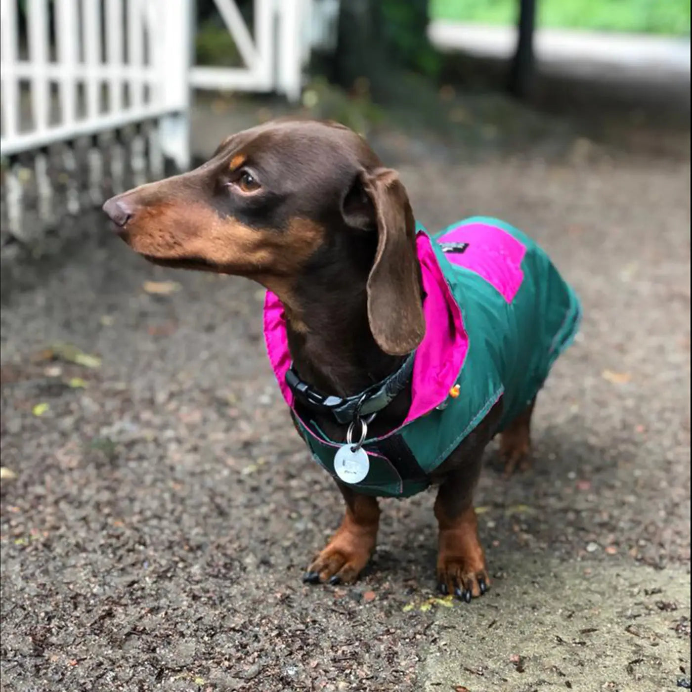 Imperméable élégant pour chien