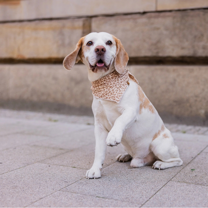 Foulard en Mousseline pour Chien