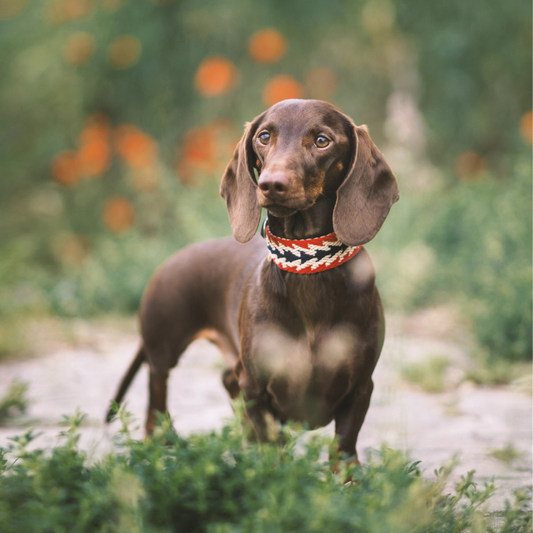 Collier & Laisse Péruvien pour chien